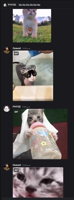A chat conversation featuring a series of cute animal GIFs, including a white cat, a raccoon, and a kitten drinking from a bottle, exchanged between users PHYSE and Oxwest.