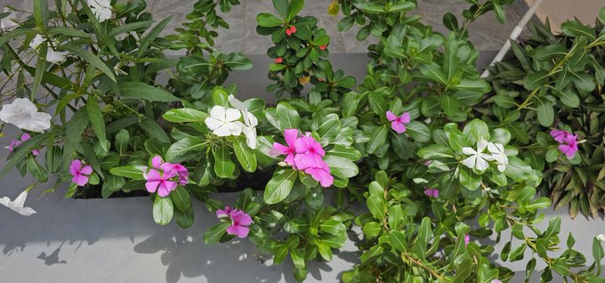 A planter box filled with green foliage blooming with white and pink flowers under bright sunlight.
