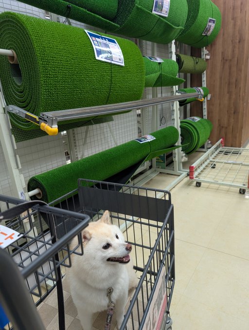 A white Shiba Inu sits in a shopping cart in what appears to be a home improvement store, surrounded by large rolls of green artificial turf on display shelves. The cheerful dog seems to be "welcoming" customers and "helping" them choose between the different turf options, perfectly matching the friendly invitation in the caption.