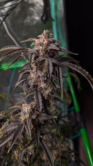 A close-up photograph of a dark purple cannabis plant bud with orange hairs, supported by green garden stakes.