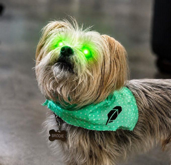 A small dog with glowing green eyes wears a green bandana with a logo and a bone-shaped tag reading 'BRODIE'.