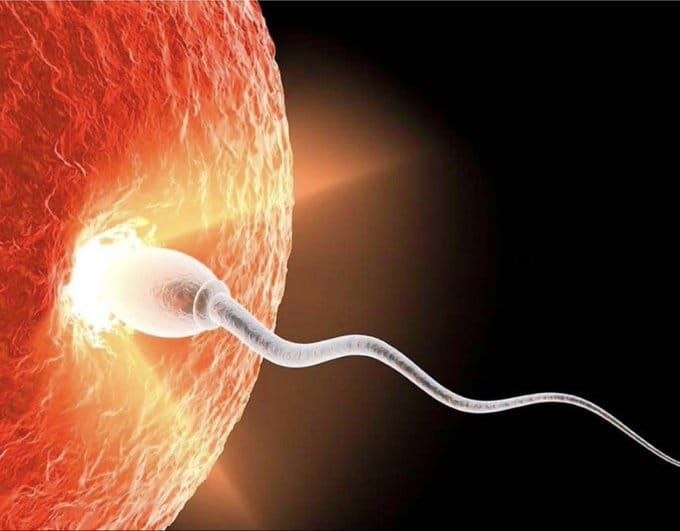 A 3D medical illustration depicting a sperm fertilizing an egg.