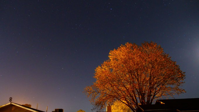An autumn tree with orange-gold leaves is illuminated by warm light against a dark, starry night sky.
