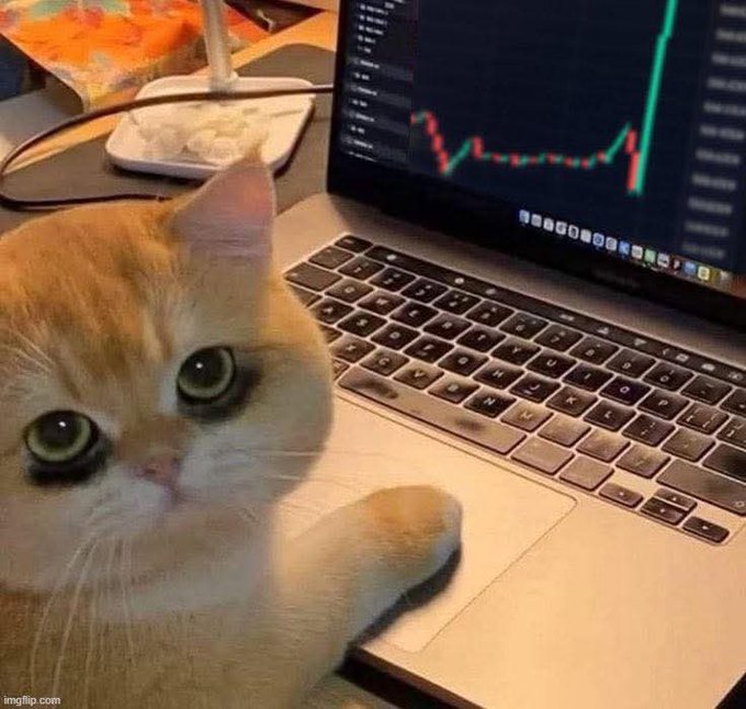 Focus on what a cat is doing with a laptop computer, specifically pointing at a keyboard or monitor screen, possibly showing curiosity. In the caption provided, "The market is coming back again bros.", there might be an inferred reference to a recent market trend or event that has caught the attention of the person who posted this image.
