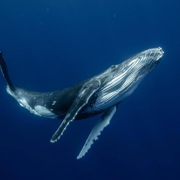 A humpback whale swimming through deep blue ocean waters, visually representing the large-scale, long-dormant ETH transfer that netted a 6,068x return.