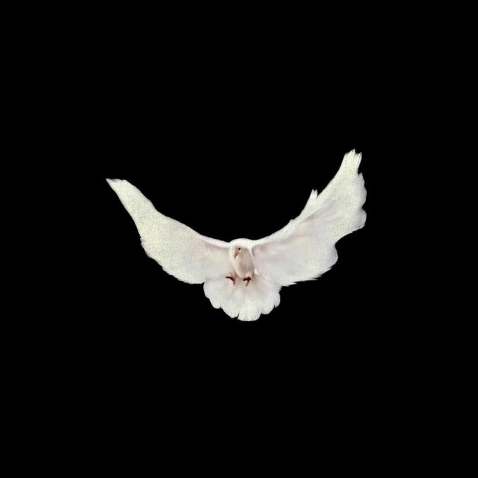 A white dove with outstretched wings is captured mid-flight against a black background, symbolizing peace and divine timing that aligns with the post's reflective tone about waiting for God's plan to unfold the next day at 11AM EST.