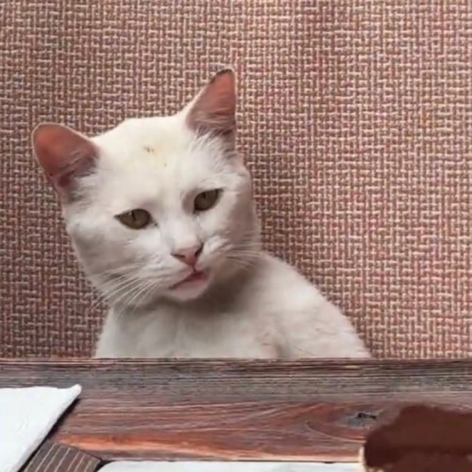 A close-up photograph of a white cat with its tongue slightly sticking out, sitting against a textured brown backdrop and looking downward over a wooden surface.