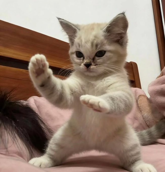 A close-up photo of an adorable light-colored kitten standing on its hind legs on a pink blanket, with its front paws raised as if playfully posing or reaching out.