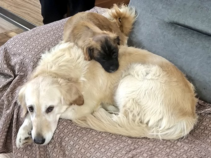 Two golden retriever dogs cuddled together on a patterned bed, with the larger white one lying down and a smaller tan one resting its head on top of the other.