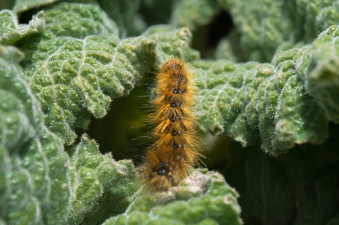 A close-up macro photograph captures a fuzzy orange caterpillar with black spots crawling on a textured green leaf.