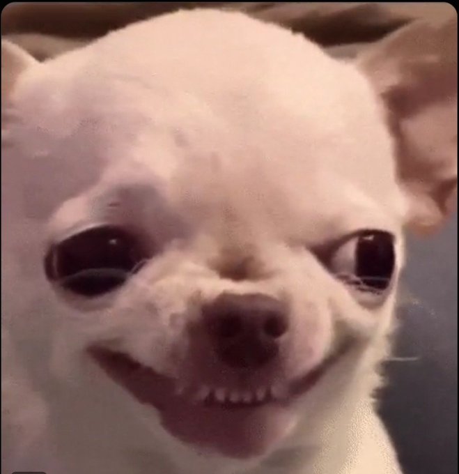 A close-up of a small white Chihuahua with big dark eyes, appearing to show its teeth in what looks like a smile.