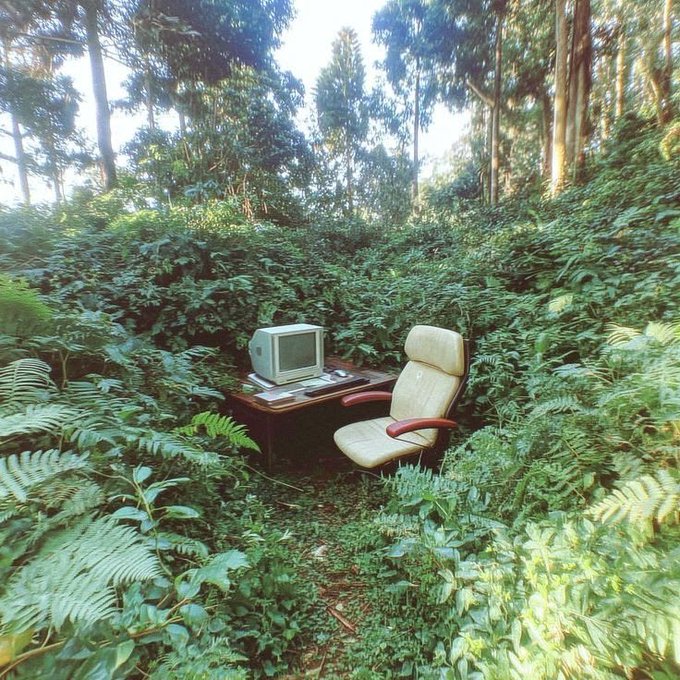 An old computer monitor and a worn office chair sit abandoned on a wooden desk amidst dense forest vegetation and towering trees.