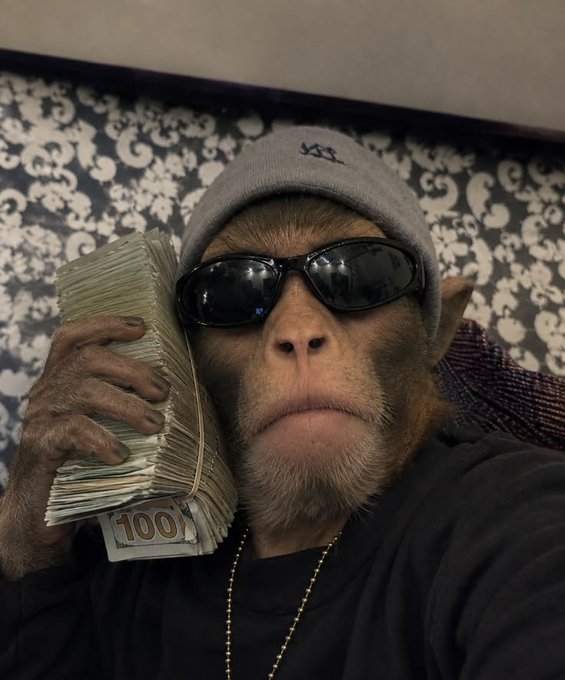 A monkey wearing a grey beanie, sunglasses, and a gold chain holds a thick stack of hundred-dollar bills in front of a patterned wall.