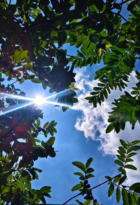 A view looking up through green tree leaves at a bright sun shining in a partly cloudy blue sky.