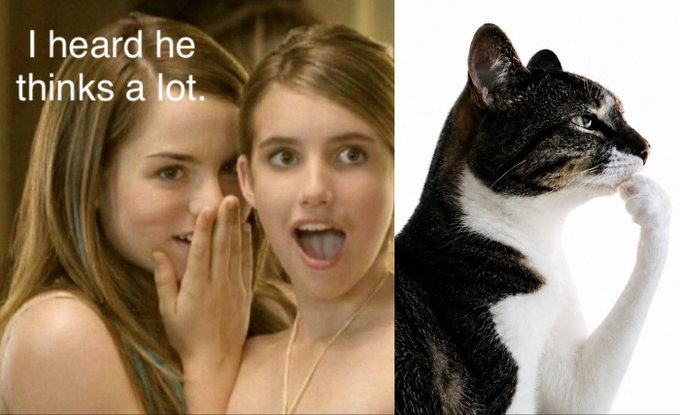 The image is a two-panel meme: on the left, two young women appear to be gossiping with shocked expressions, with the caption "I heard he thinks a lot."; on the right, a black and white cat strikes a contemplative pose with its paw on its chin.

The meme humorously suggests the cat is the "he" who thinks a lot, fitting the post's idea of letting the cat think while you stack $HMM tokens—playing on the overthinking cat stereotype.