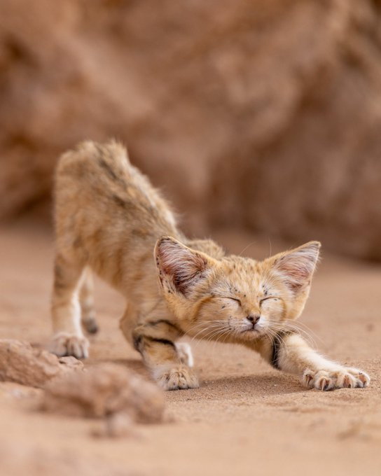 A sand cat kitten with its eyes closed stretching on sandy desert terrain with rocky outcroppings in the background.