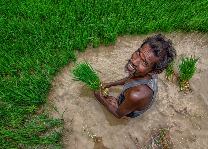 The image shows an older man sitting in mud, holding a bunch of green plants or grasses above his head. The scene appears to be set in a rice field with tall grass surrounding him. There are no other people visible in the image, and the focus is on the man and the plants he holds.