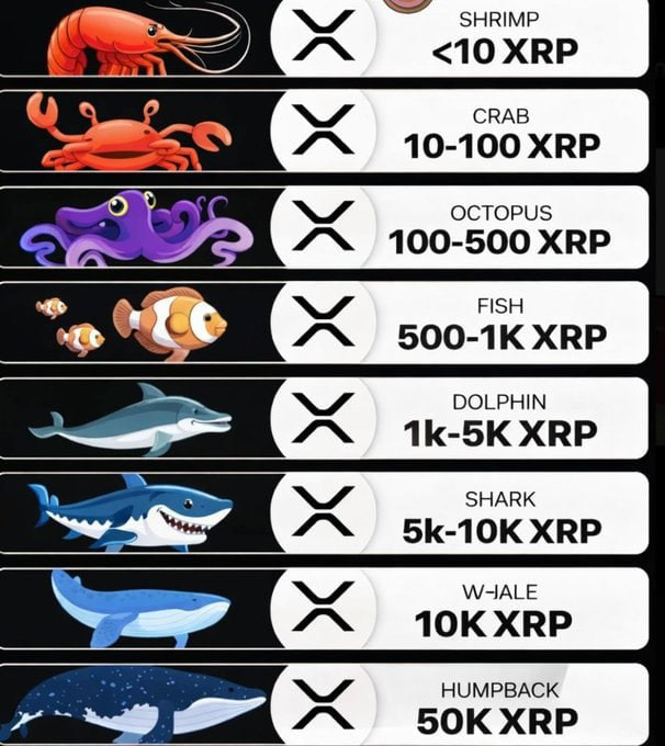 An XRP holdings tier chart showing different sea creature levels: Shrimp (<10 XRP), Crab (10-100 XRP), Octopus (100-500 XRP), Fish (500-1K XRP), Dolphin (1k-5K XRP), Shark (5k-10K XRP), Whale (10K XRP), and Humpback (50K XRP).
