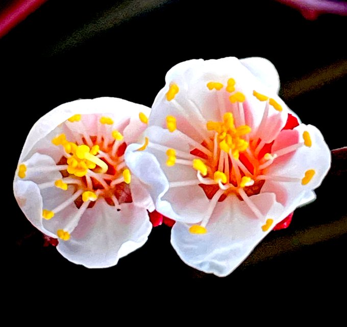 Two delicate white and pink plum blossoms with bright yellow stamens bloom against a black background.