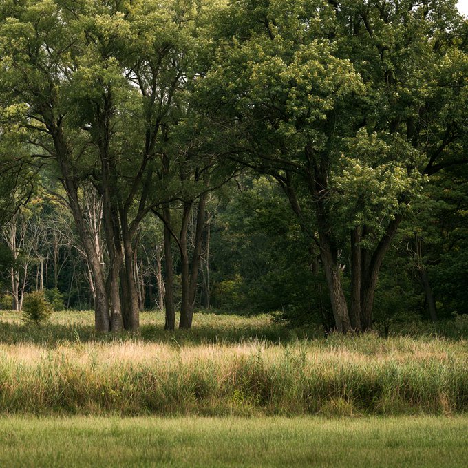 A serene landscape featuring tall green trees standing in a meadow of tall grass.