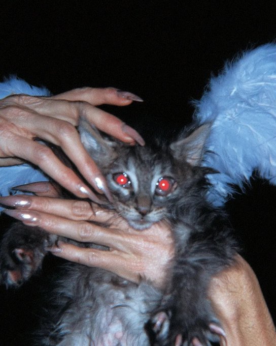 A fluffy gray kitten with glowing red eyes from the camera flash is being held in someone's hands, surrounded by soft blue feathered angel wings. The "Angel3→Transient Labs↓" caption suggests this ethereal, winged feline image represents a digital artwork or NFT creation, possibly symbolizing a fleeting or transient piece of art.