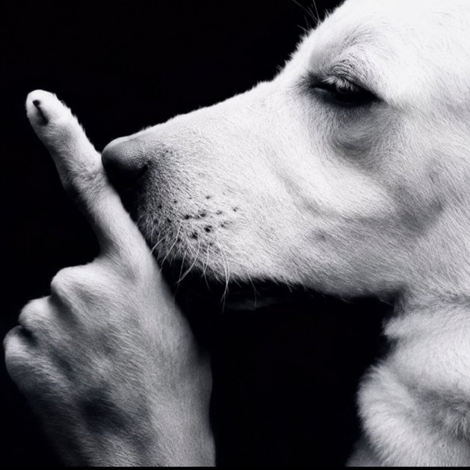 A black-and-white close-up of a light-colored dog holding a paw up to its nose in a 'shh' gesture.