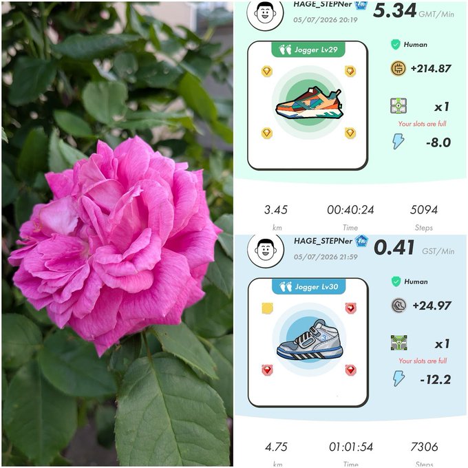 A composite image pairs a photo of a blooming pink rose with two screenshots of a move-to-earn app showing jogger stats for user HAGE_STEPner at levels Lv29 and Lv30.