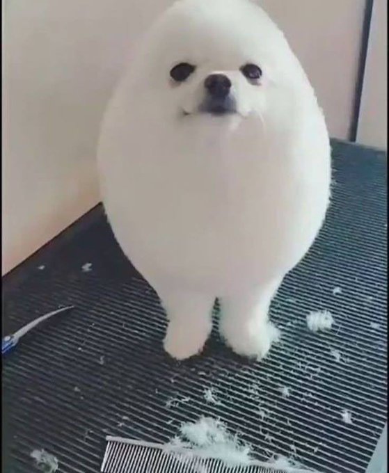 A small fluffy white dog stands on a grooming table with piles of trimmed fur around it, looking like a round ball of white fluff.