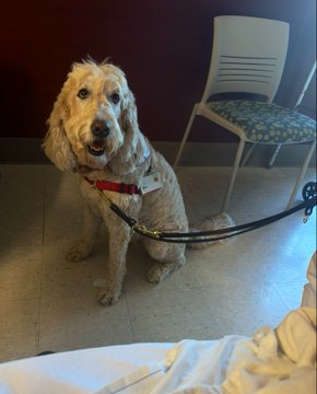 A fluffy golden-colored dog wearing a red harness and a leash sits patiently on a tiled floor indoors, with a blue-patterned chair visible in the background.