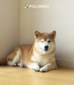 A Shiba Inu dog rests on a wooden floor with the "POLONIEX" logo displayed above it, visually reinforcing the $SHIB cryptocurrency reference through its breed resemblance to the Shiba Inu meme coin's iconic mascot.