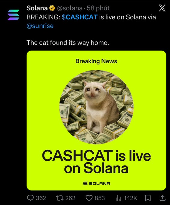 A tweet from Solana's official account (@solana) announcing '$CASHCAT is live on Solana via @sunrise', featuring a graphic with a cat surrounded by stacks of money.