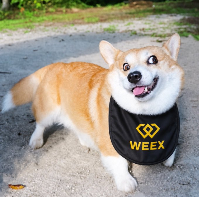 A happy Shiba Inu (doge) dog wearing a black bandana with the yellow WEEX logo standing on a path outdoors.
