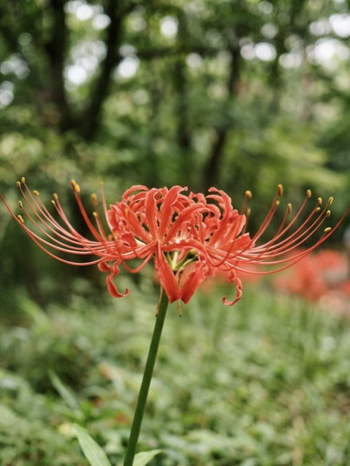 A vibrant red spider lily with long, curling stamens stands in sharp focus against a blurred green forest background.
