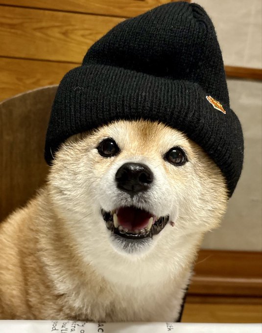 A Shiba Inu wearing an oversized black beanie sits indoors with a slightly anxious expression and mouth open, humorously matching the caption about pre-work nerves.