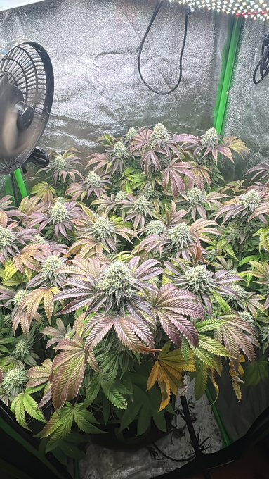 Indoor grow tent setup showing multiple cannabis plants in flowering stage with developing buds, illuminated by a grow light and with a clip-on fan visible.