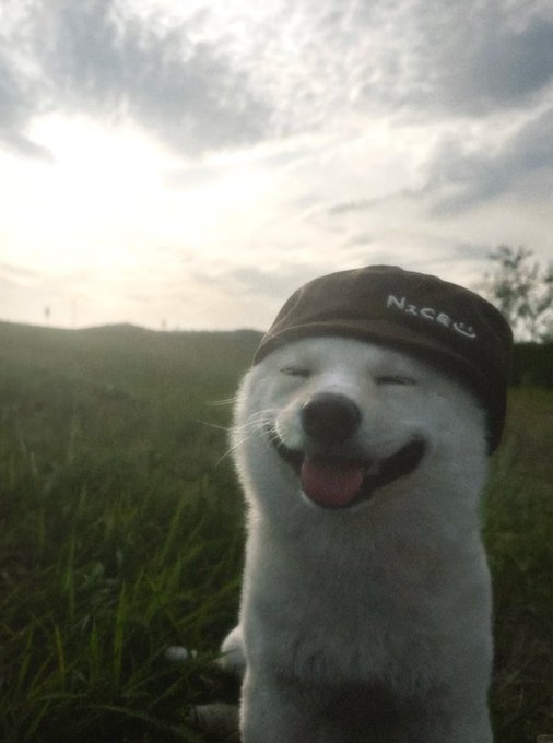 A smiling white dog with its eyes closed and tongue out, wearing a black beanie with the text 'NICE', set against a grassy field and cloudy sky at sunset.