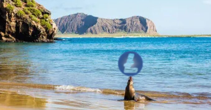 A sea lion balances a beach ball on its nose while sitting in shallow coastal waters, with a dramatic rocky island rising in the background.