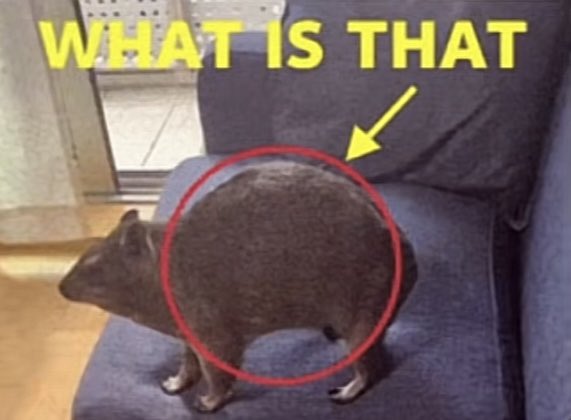 A humorous image of an unusually round cat standing on a couch with a red circle around it and an arrow pointing to it, captioned 'WHAT IS THAT.'