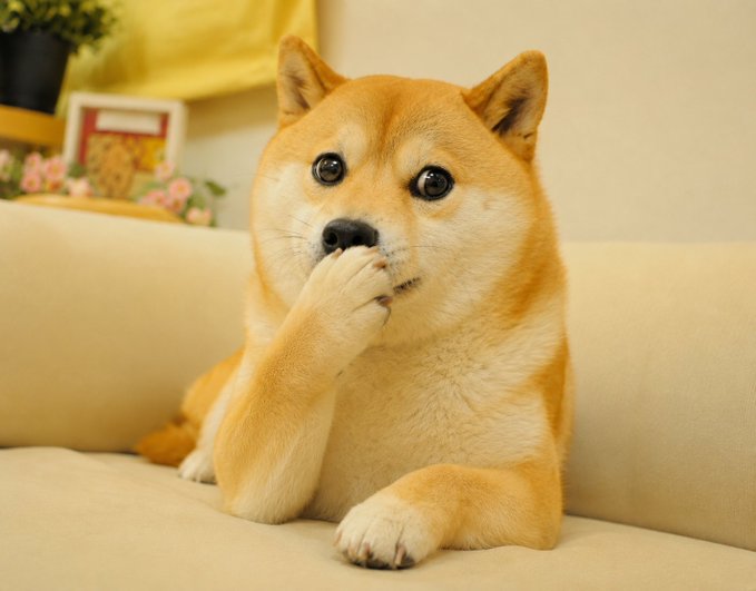 A Shiba Inu dog with orange and white fur sits on a beige couch with its paw covering its mouth in a shy or surprised expression.