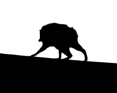 A stark black silhouette captures a wild boar in mid-stride as it ascends a sloped surface against a plain white background, emphasizing the animal's distinctive tusks and powerful build.