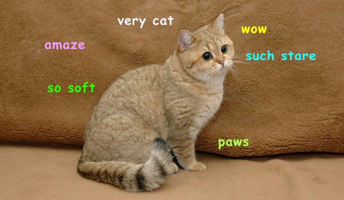 A golden tabby cat sits on a tan surface with meme-style text overlaid: 'very cat,' 'amaze,' 'so soft,' 'wow,' 'such stare,' and 'paws.'