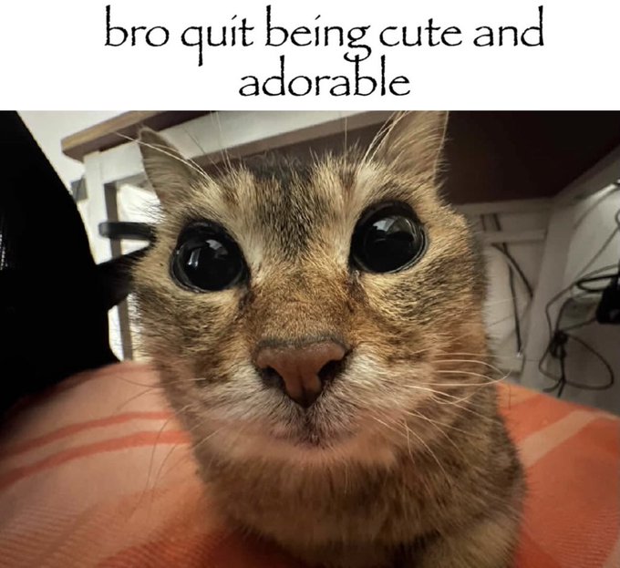 A close-up of an adorable tabby cat with big, glossy eyes, with text at the top reading "bro quit being cute and adorable."