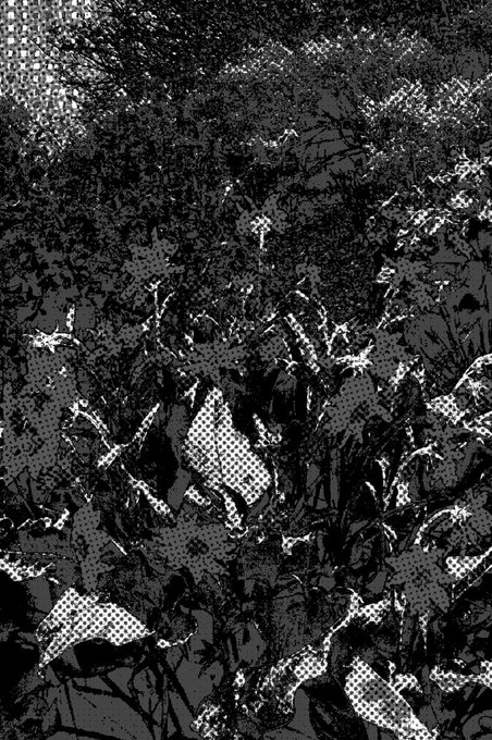 A black and white halftone illustration showing an abstract forest or jungle scene with textured patterns and contrasting light and dark areas.