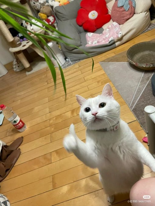 A white cat stands on its hind legs with one paw raised in a friendly "thumbs up" gesture, seemingly giving a cheerful morning greeting. The "gm" (good morning) post pairs perfectly with the cat's enthusiastic pose, as if it's saying good morning back from its cozy home setting with a stuffed flower and plush toys in the background.