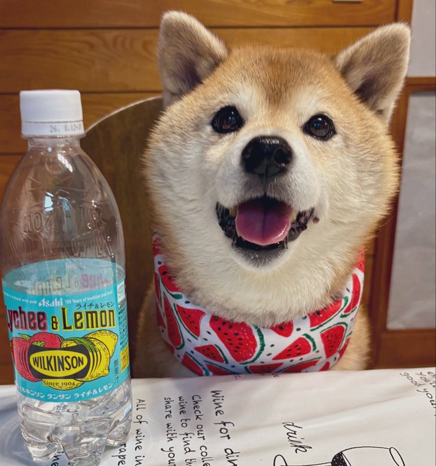 A smiling Shiba Inu wearing a watermelon-patterned bandana sits beside a bottle of Wilkinson Lychee & Lemon sparkling water, captioned "今日も酷暑日！！ オミズ飲んでるー？ #柴犬" — fitting since the refreshing drink helps beat the intense summer heat alongside the cheerful pup.