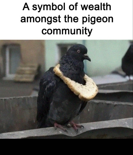 A pigeon wearing what appears to be a gold chain or decorative ring around its neck, with text reading 'A symbol of wealth amongst the pigeon community'.