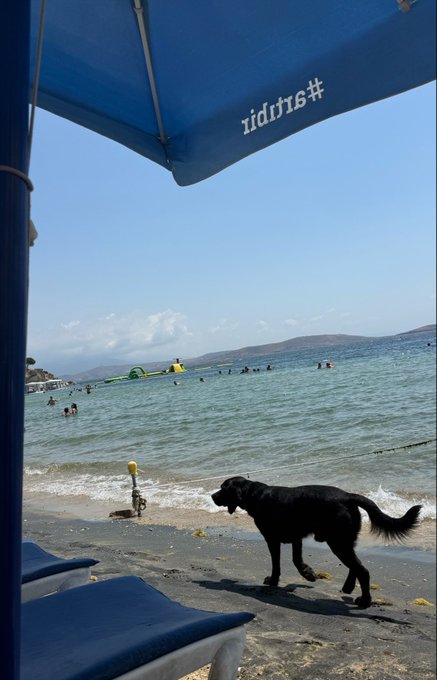 A photograph taken under a beach umbrella showing a black dog walking on the sand at a beach with people swimming in the sea and mountains visible in the background.