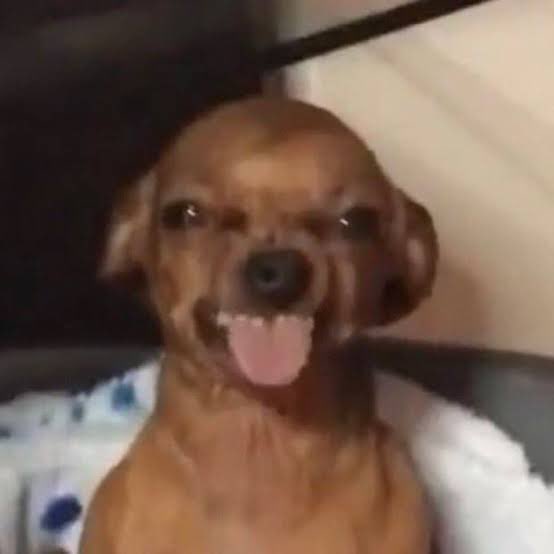A happy, smiling small brown dog with its tongue out sits on a blue and white polka dot blanket, looking directly at the camera with an excited, eager expression. The dog's enthusiastic, open-mouthed grin playfully captures the feeling of being cautiously optimistic but genuinely excited about exploring a new and potentially fun idea.
