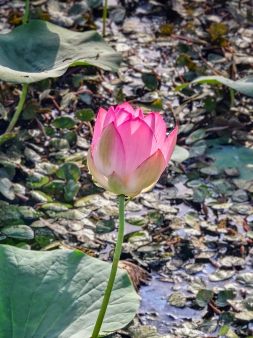 The image features a single pink flower, possibly a lotus or rose, standing alone in a pond surrounded by green leaves. The flower appears to be in full bloom, with its petals open wide. The background of the photo consists mainly of water and leaves, creating a serene and natural setting for the flower.