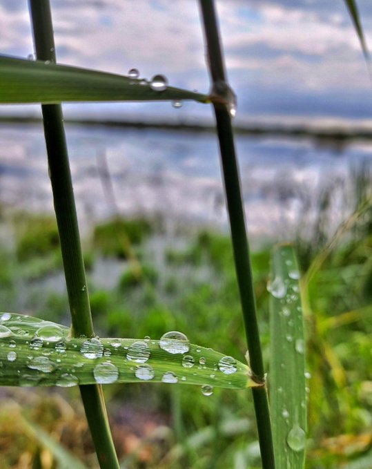 A close-up macro photograph of green grass blades covered in water droplets with a body of water and cloudy sky in the blurred background.